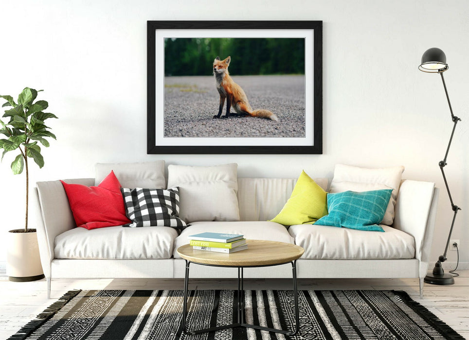 CUTE BABY FOX, WILDLIFE PHOTOGRAPHY -ART FRAMED POSTER PICTURE PRINT ARTWORK