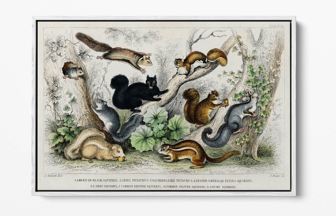 Canvas Wall Art Print - Handmade Squirrel With Float Effect Frame | Premium Canvas Art
