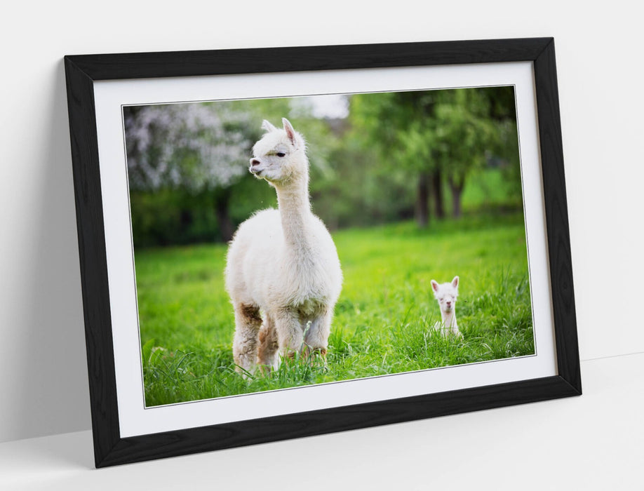 Llama Wall Art – Framed Art Print With Baby Llama Decor & Woodgrain Frame