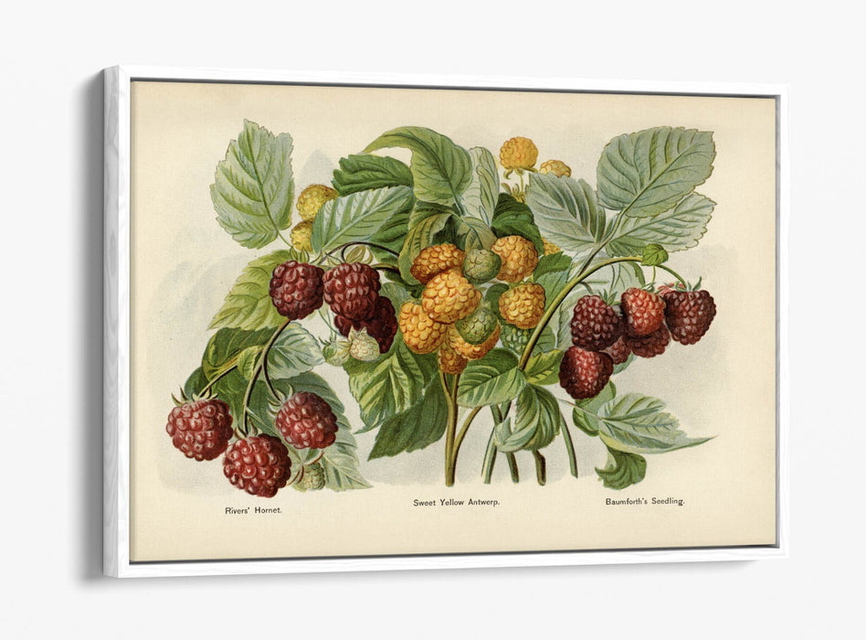 Canvas Wall Art - Vintage Illustration Raspberries Float Effect Print on Handmade Canvas