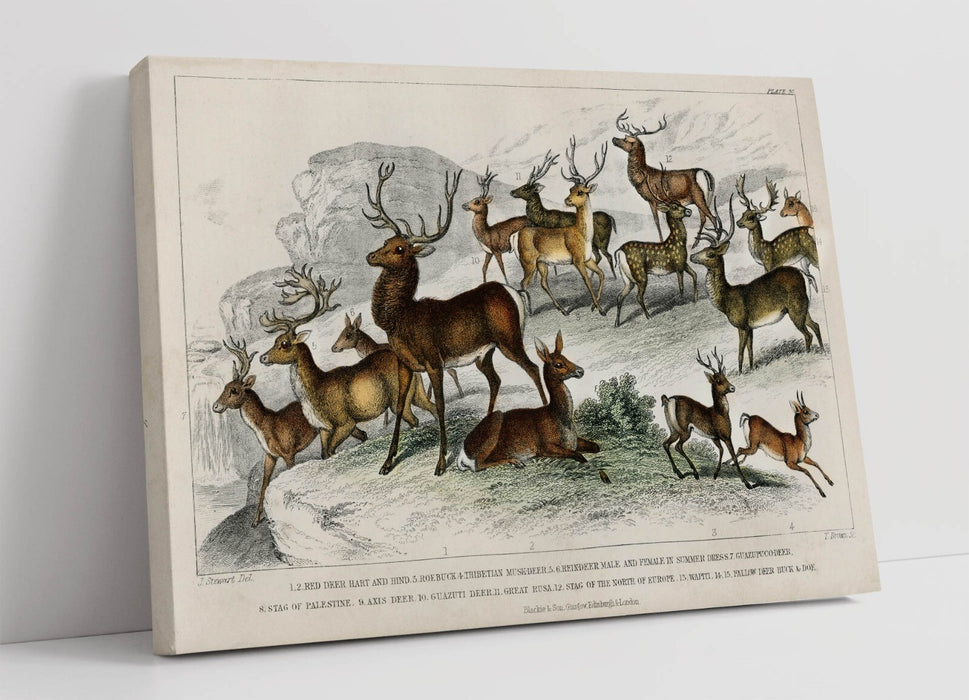 Canvas Wall Art - Oliver Goldsmith Art Deer Print | Handmade UK Canvas Artwork