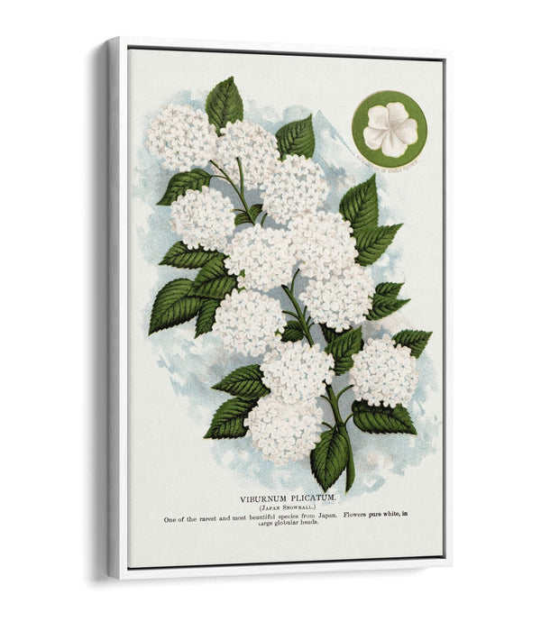 Canvas Wall Art - Japanese Snowball Flower Print | Float Effect, 30mm Deep Frame