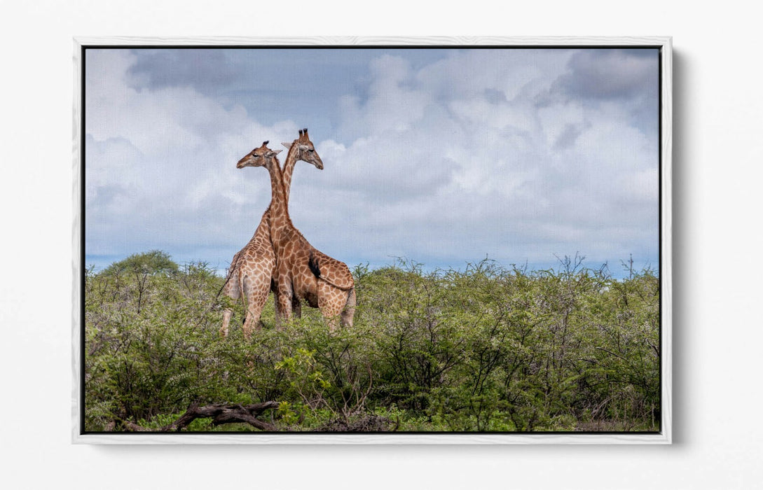 GIRAFFES IN LOVE -FLOAT EFFECT CANVAS WALL ART PIC PRINT- ANIMAL PHOTOGRAPH