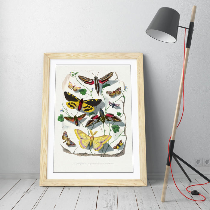 Framed Wall Art - Paul Gervais Butterflies Moths Print | UK Handmade Nature Decor
