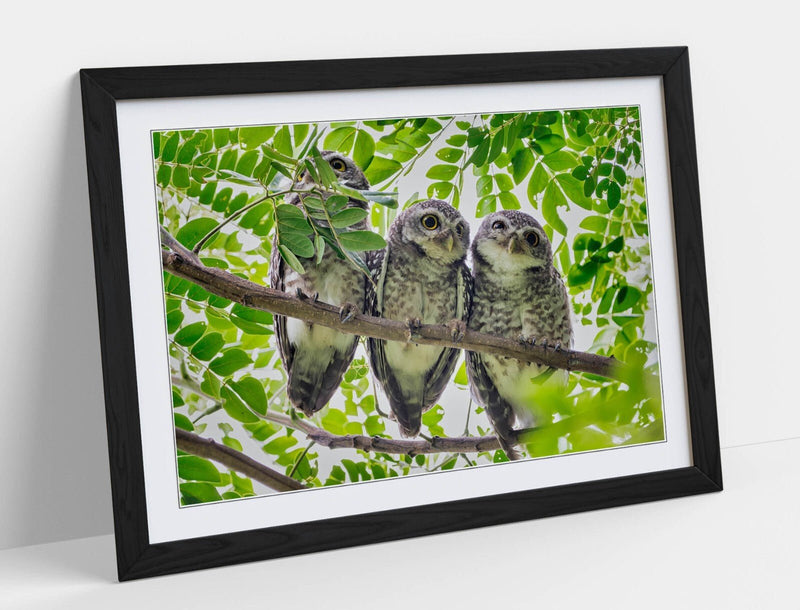 Framed Owl Wall Art – Three Owls In Tree | Handmade Bedroom Framed Print