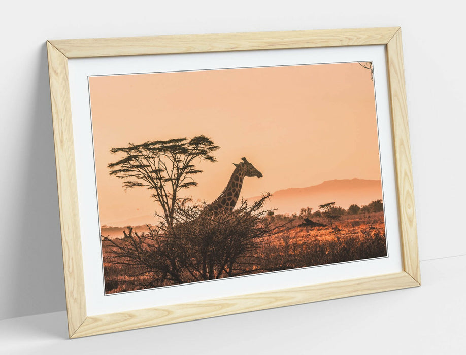 GIRAFFE SAFARI SUNSET -ART FRAMED POSTER PICTURE PRINT- WILDLIFE PHOTOGRAPHY