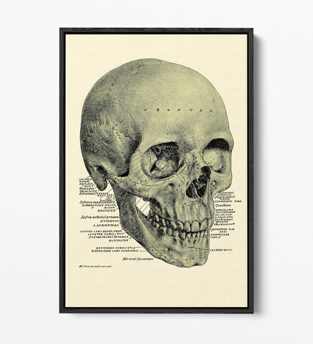 Vintage Skull Canvas - Labelled Skull Print On Handmade Canvas Art With Float Effect Frame