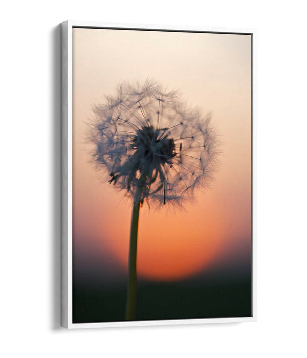 DANDELION PORTRAIT -FLOAT EFFECT CANVAS WALL ART PIC PRINT- GREY BLACK