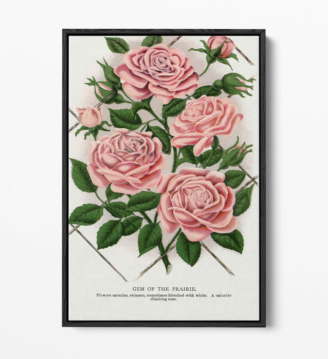 Float Effect Canvas Art – Pink Rose Prairie Lithograph Print | Handmade UK Wall Decor