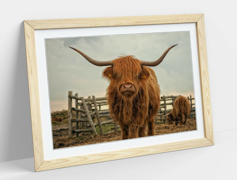 Highland Cow Wall Art - Rustic Farm Decor Framed Animal Poster Print