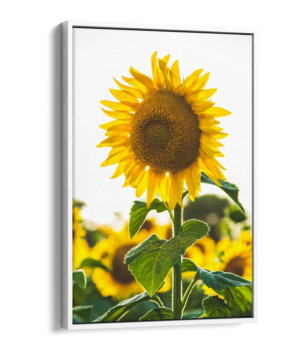SUNFLOWER -FLOAT EFFECT CANVAS WALL ART PIC PRINT- WHITE GREEN