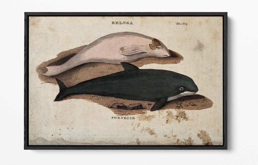 Beluga Whale Canvas Art - Float Effect Marine Animal Decor On Deep Frame