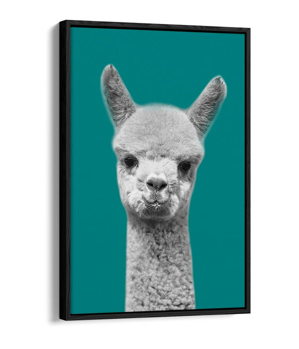 ALPACA BLACK WHITE TEAL FLOAT EFFECT CANVAS WALL ART PIC PRINT