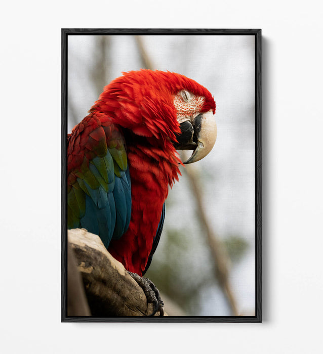 Parrot Canvas Wall Art – Float Effect Canvas Wall Decor With Vibrant Animal Print