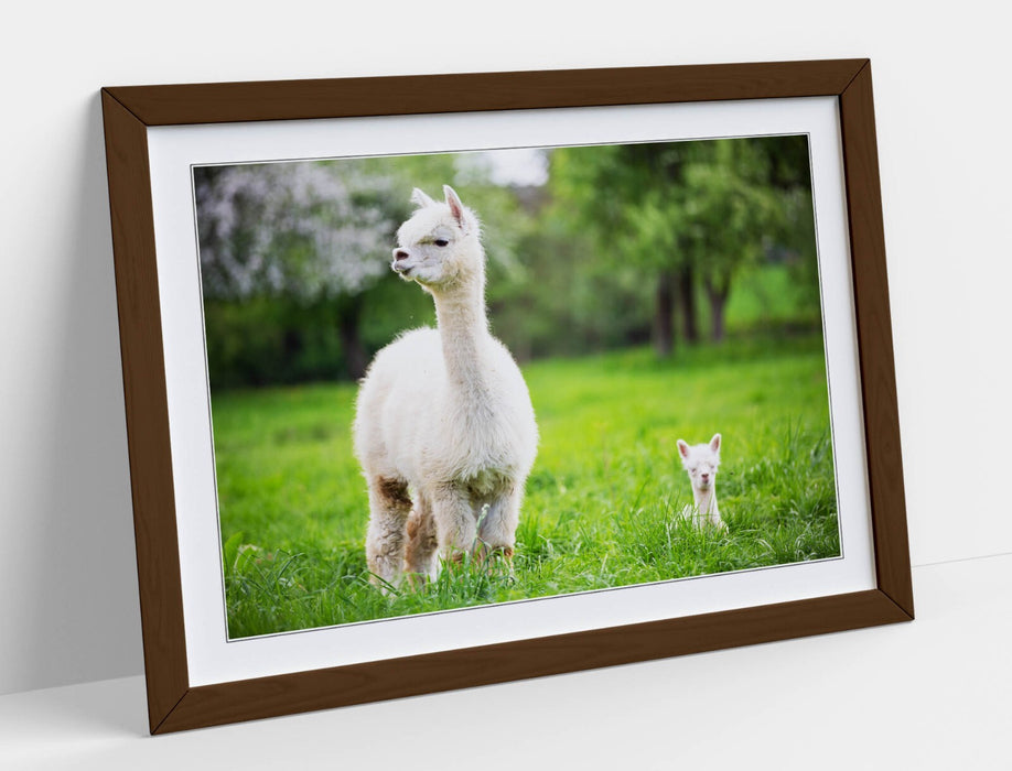 Llama Wall Art – Framed Art Print With Baby Llama Decor & Woodgrain Frame