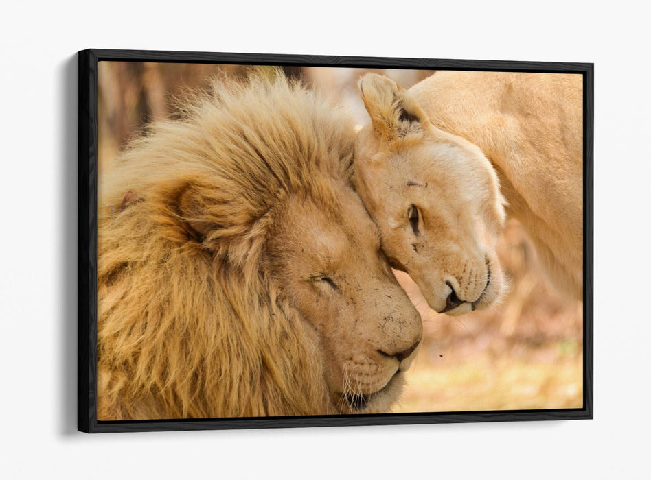 Canvas Wall Art - Lions In Love Float Effect Handmade Bedroom Decor Print