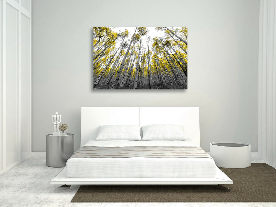Canvas Wall Art - Aspen Trees With Yellow Leaves | Black White Tree Print 30mm Deep Frame