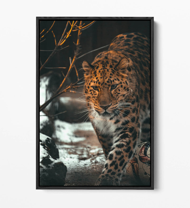 Snow Leopard Canvas Art - Wildlife Wall Art Print | Float Effect Frame