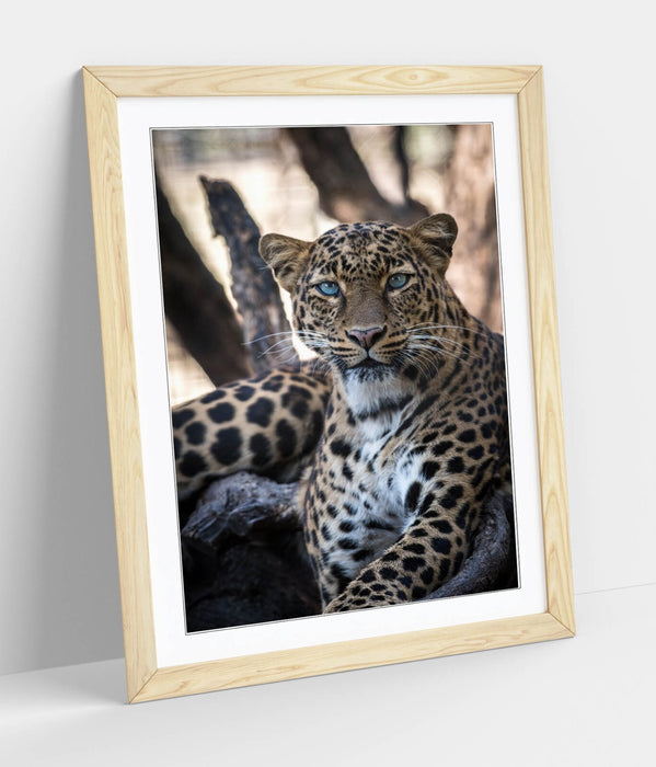 Blue Eyed Cheetah Art – Framed Wall Art Poster With Faux Wood Frame, Matte Finish