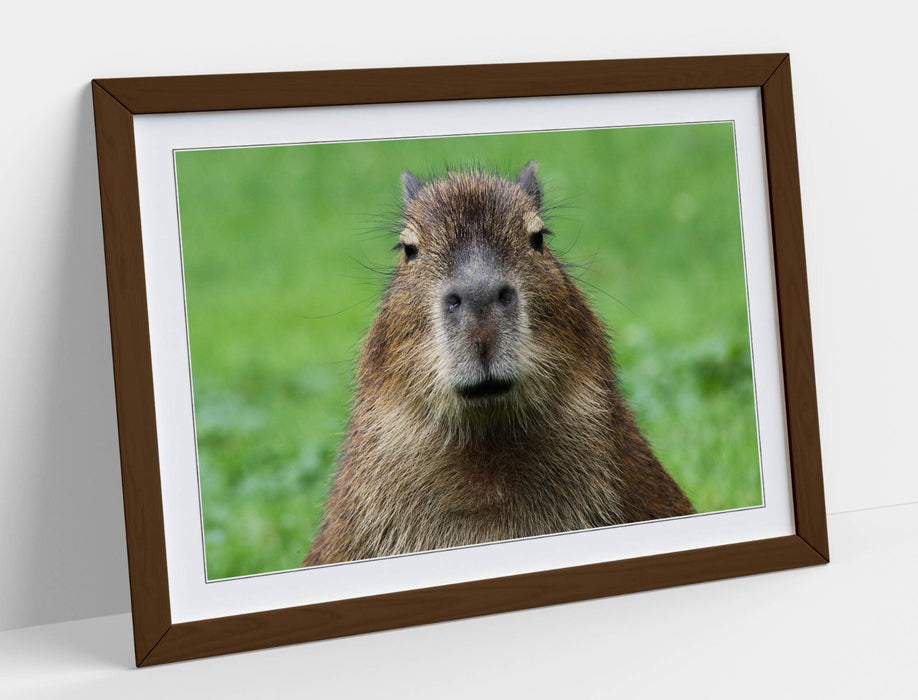 Funny Capybara Art - Framed Wall Art With Woodgrain Frame | Bedroom Decor Poster