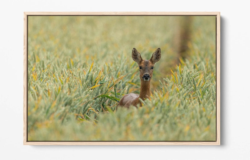 Deer Canvas Wall Art - Wildlife Canvas Print With Float Effect Frame