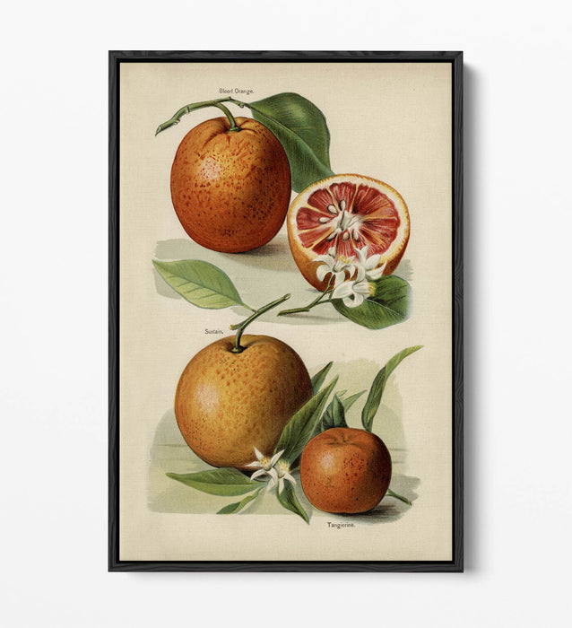 Canvas Wall Art Print – Vintage Orange Illustration With Float Effect Frame