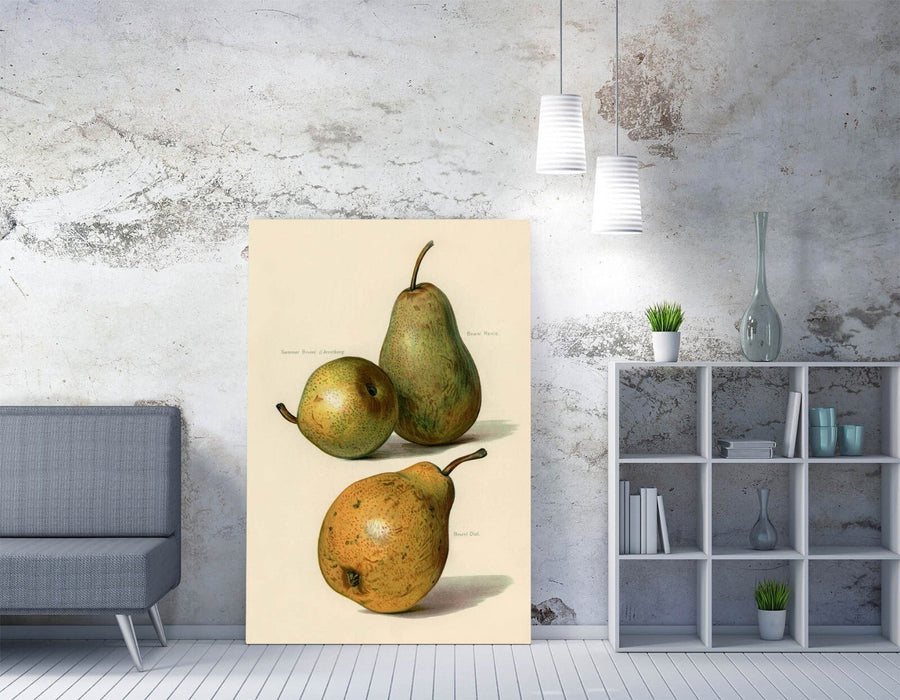 Canvas Wall Art - Vintage Illustration Pears Handmade UK Print on Archival Grade Canvas