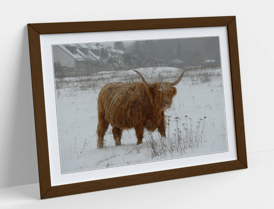 HIGHLAND COW SNOWY LANDSCAPE -WALL ART FRAMED POSTER PICTURE PRINT- ANIMAL PHOTO