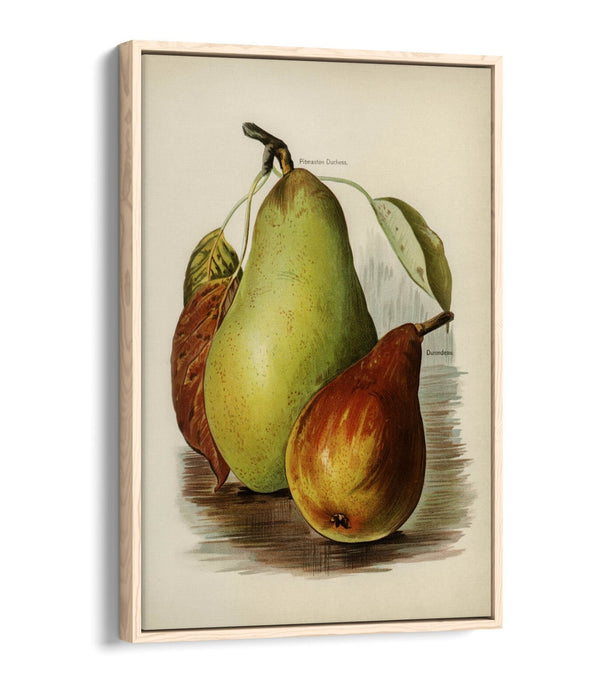 Canvas Wall Art Print - Vintage Illustration Pears on Float Effect Canvas with 30mm Deep Frame