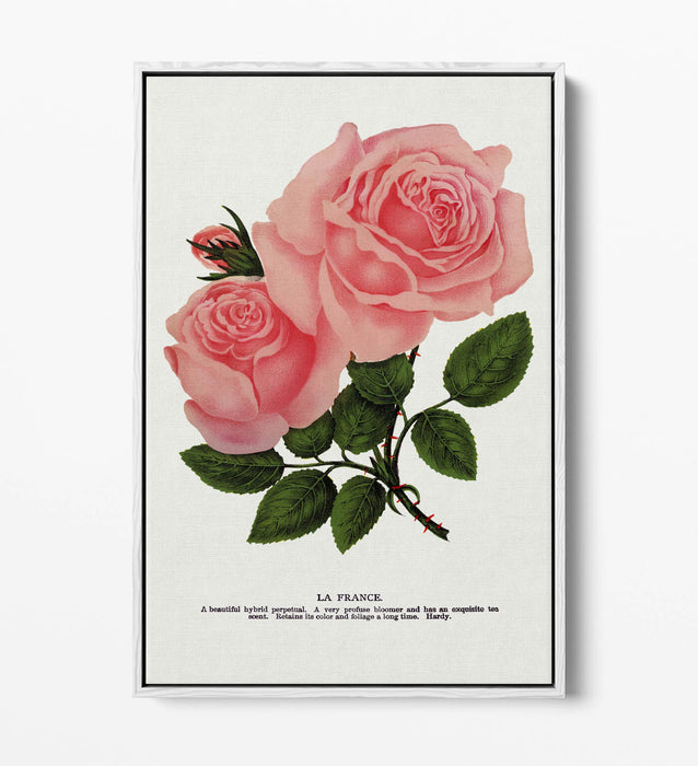 Canvas Wall Art - Pink Rose La France Lithograph | Float Frame, Handmade UK