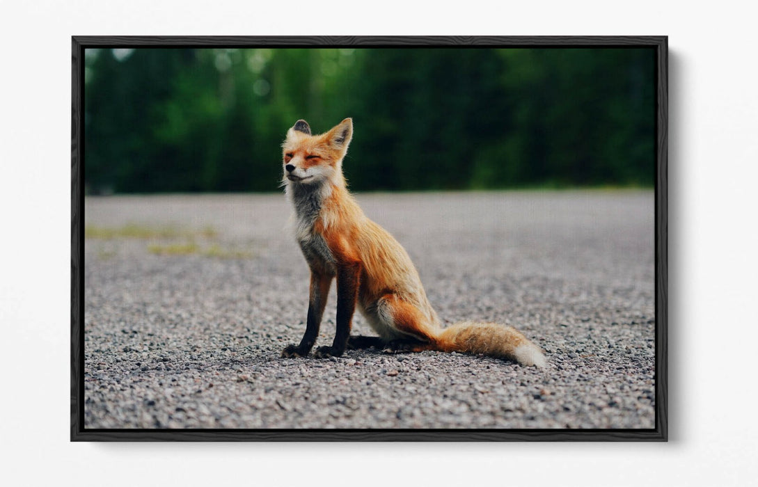 CUTE BABY FOX, WILDLIFE PHOTOGRAPHY -FLOAT EFFECT CANVAS WALL ART PIC PRINT