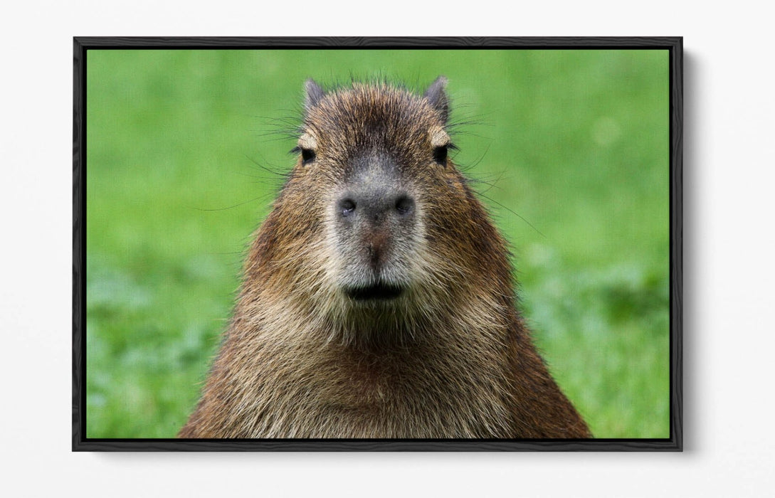 Capybara Canvas Art - Funny Animal Wall Decor With Float Effect Frame, Ready To Hang
