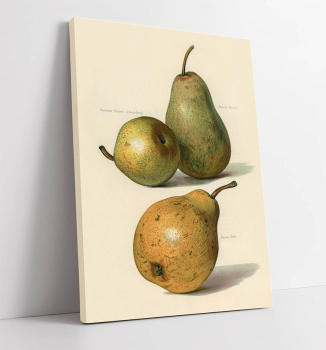 Canvas Wall Art - Vintage Illustration Pears Handmade UK Print on Archival Grade Canvas