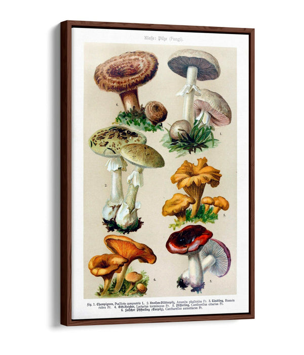 QUIRKY VINTAGE MUSHROOM ILLUSTRATIONS POSTER -FLOAT EFFECT CANVAS WALL ART PRINT