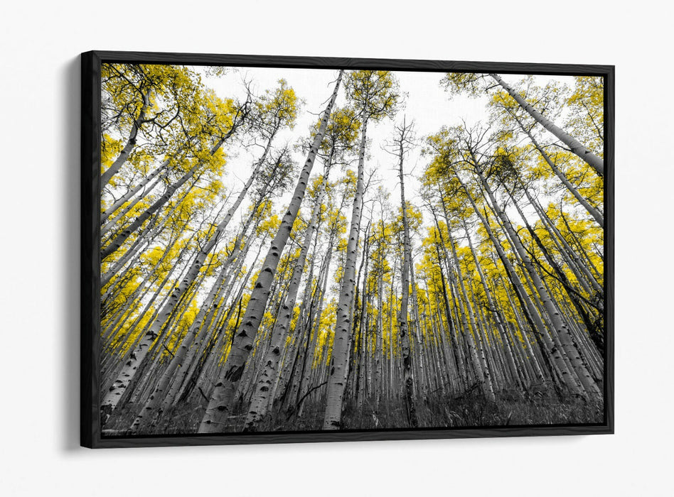 ASPEN TREES -FLOAT EFFECT CANVAS WALL ART PIC PRINT- BLACK WHITE YELLOW