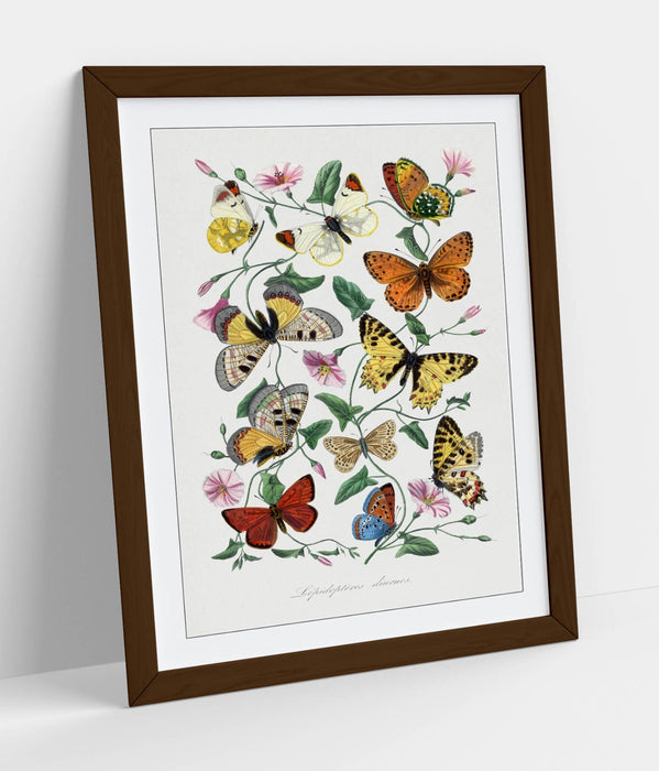 Framed Wall Art - Paul Gervais Butterflies And Moths Print With Woodgrain Frame
