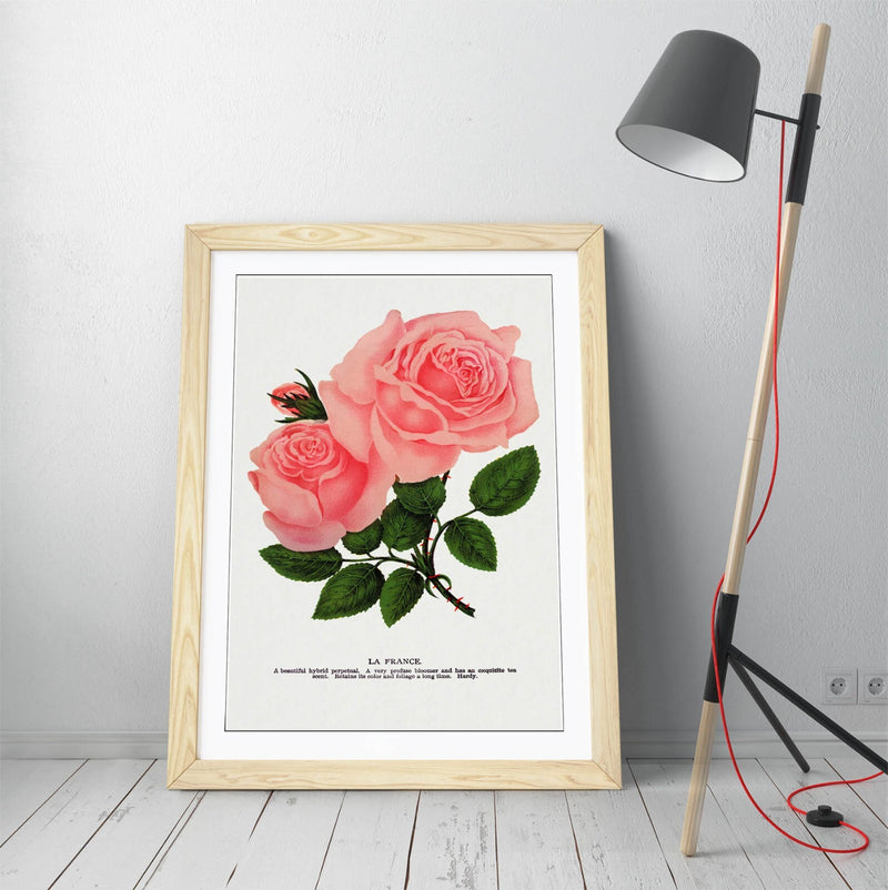 Framed Wall Art Poster - Pink Rose Print With La France Lithograph, Handmade Decor