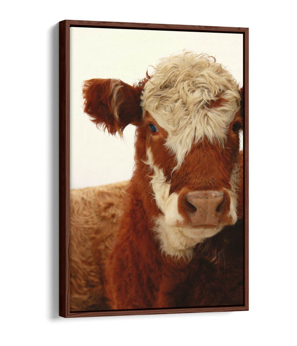Cow Canvas Wall Art - Brown White Cow Print on Float Effect Canvas | Handmade