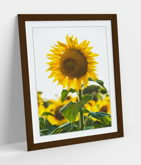 SUNFLOWER -ART FRAMED POSTER PICTURE PRINT ARTWORK- WHITE GREEN