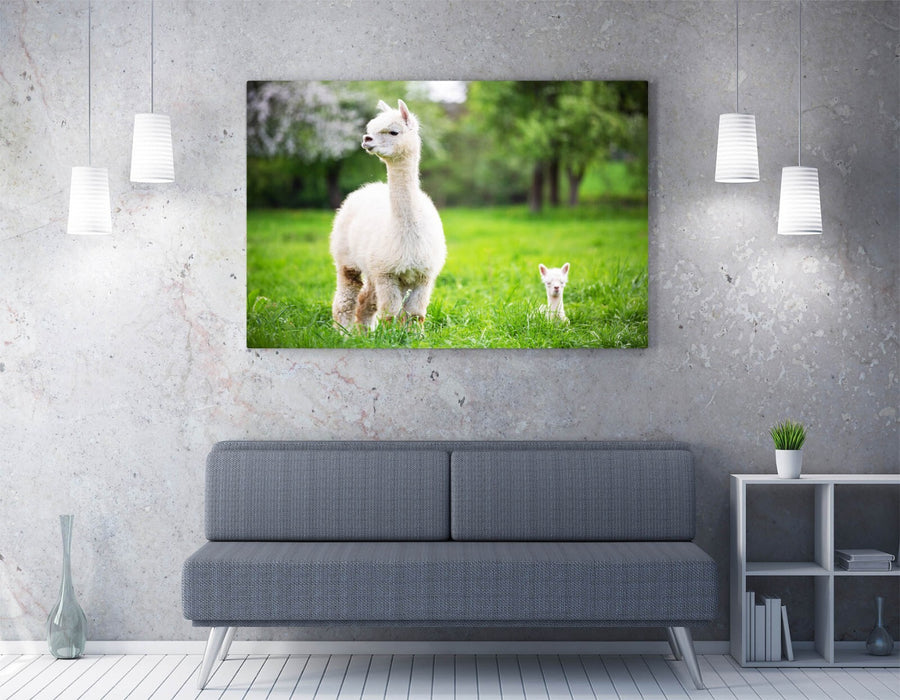 Llamas Wall Art - Cute Baby & Mother Llama Canvas Print | Handmade UK Decor