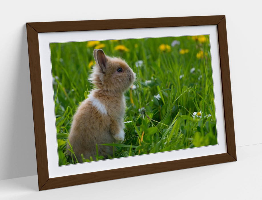 Bunny Rabbit Wall Art – Framed Small Bunny Decor Poster With Woodgrain Frame