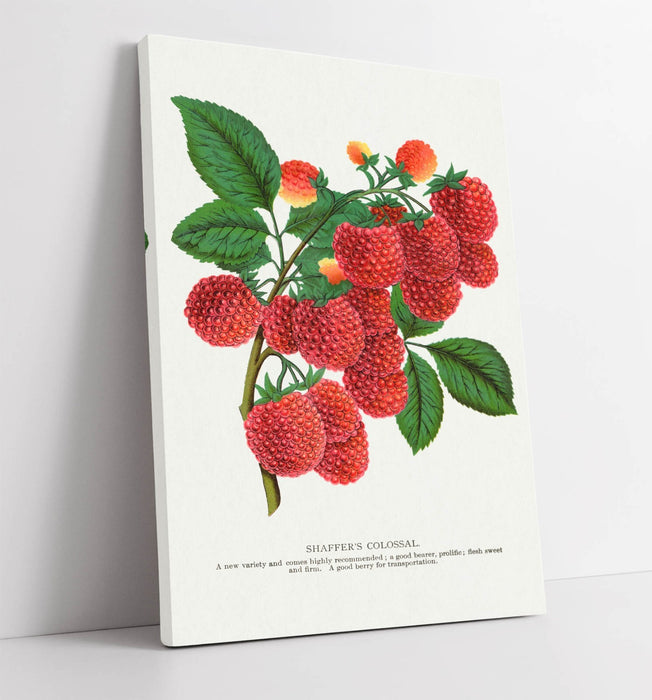 Canvas Wall Art - Shaffer's Colossal Raspberry Lithograph Print on Archival Grade Canvas
