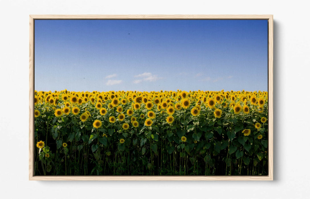 SUNFLOWER FIELD PHOTOGRAPHY -FLOAT EFFECT CANVAS WALL ART PIC PRINT
