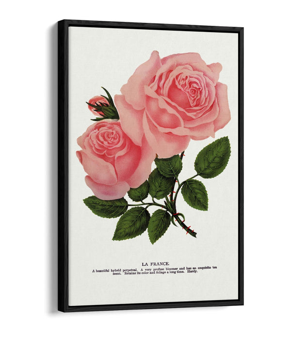 Canvas Wall Art - Pink Rose La France Lithograph | Float Frame, Handmade UK
