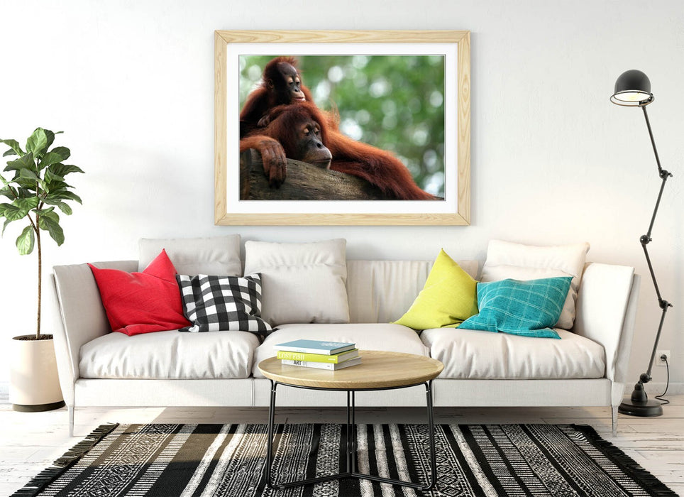 Orangutan Wall Art – Cute Mother and Baby Primate Framed Poster Print