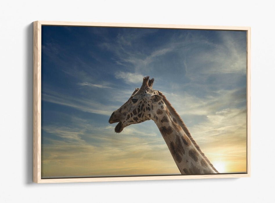 GIRAFFE IN THE CLOUDS -FLOAT EFFECT CANVAS WALL ART PIC PRINT- ANIMAL PHOTOGRAPH