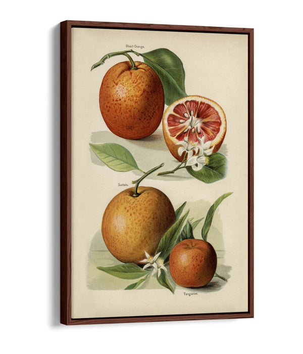 Canvas Wall Art Print – Vintage Orange Illustration With Float Effect Frame