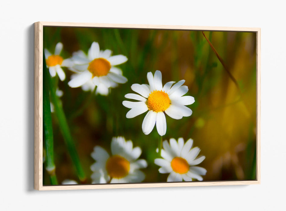 Float Effect Canvas - Daisies Canvas Print with Premium Varnish Finish, UK Made