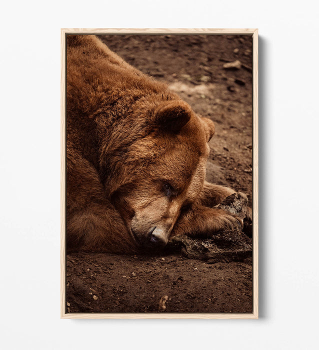 CLOSE-UP OF BROWN BEAR LAYING DOWN FLOAT EFFECT CANVAS WALL ART PRINT