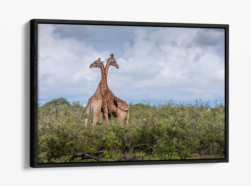 Canvas Wall Art - Giraffes In Love | Float Effect Animal Canvas Print, Ready To Hang
